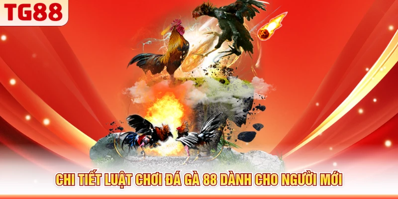 Chi tiết luật chơi đá gà 88 dành cho người mới