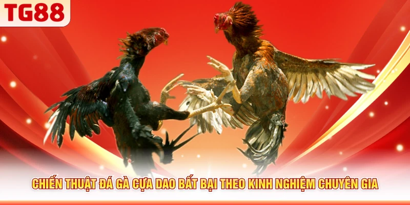 Chiến thuật đá gà cựa dao bất bại theo kinh nghiệm chuyên gia