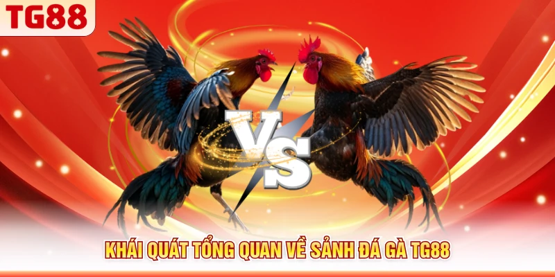 Khái quát tổng quan về sảnh đá gà TG88