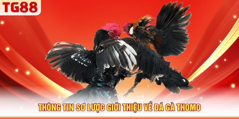 Thông tin sơ lược giới thiệu về đá gà Thomo