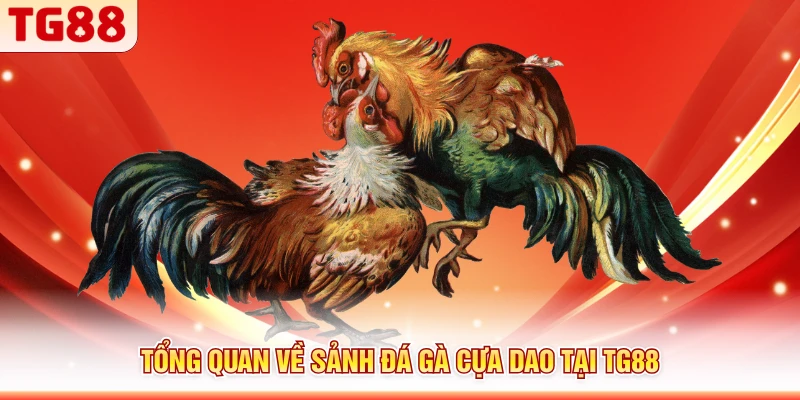 Tổng quan về sảnh đá gà cựa dao tại TG88